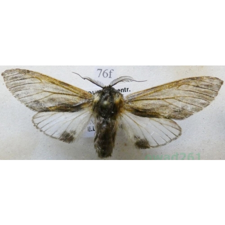 Harpyia milhauseri (Fabricius, 1775) male Wojnica swarożyca Czech76f